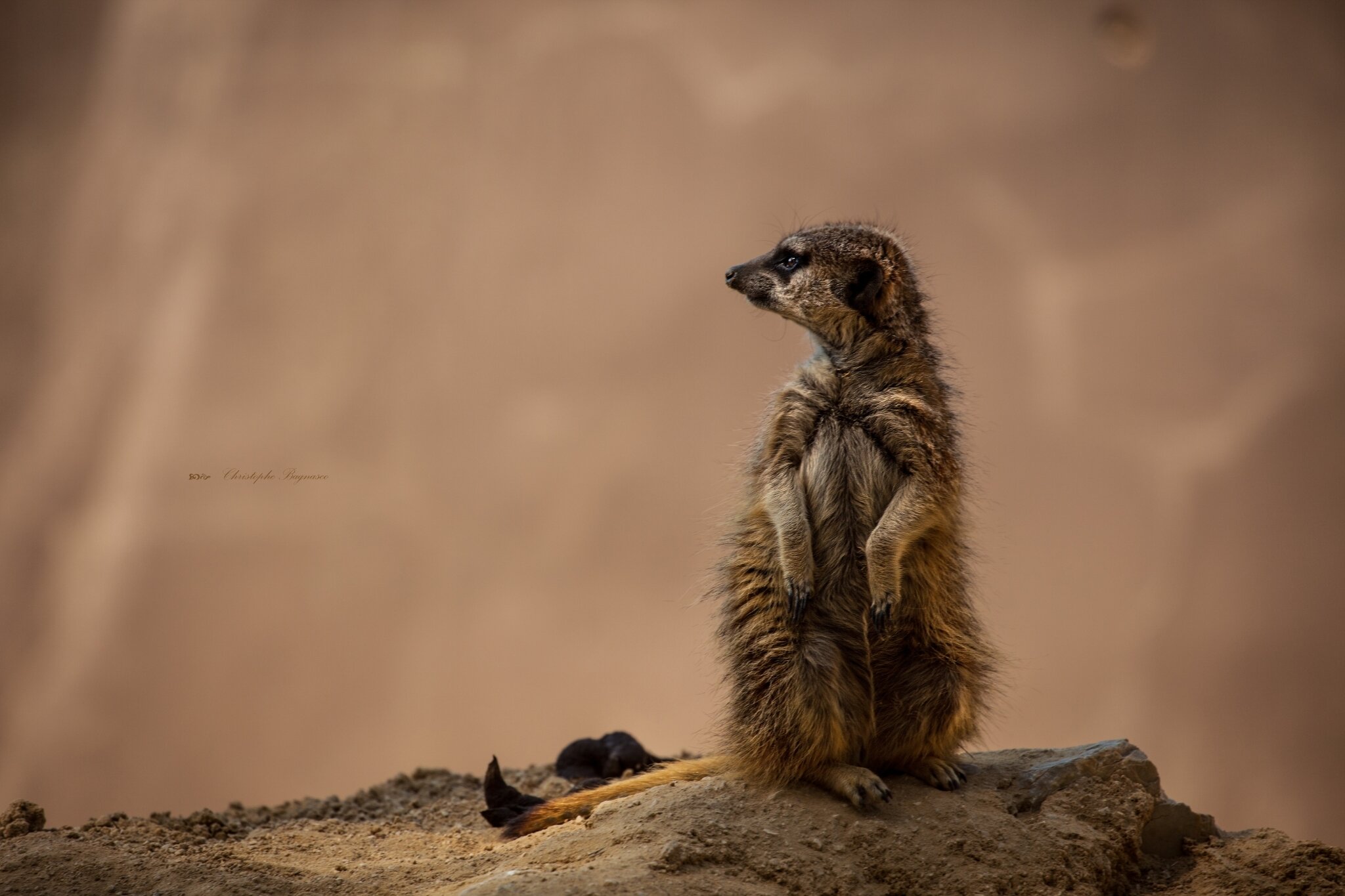 La Sentinelle