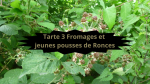 5 RONCES(2)Tarte 3 Fromages et jeunes pousses de ronces