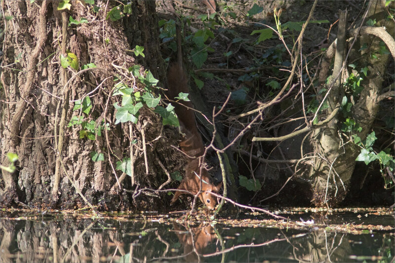 Ecureuil boit rivière 3 050421
