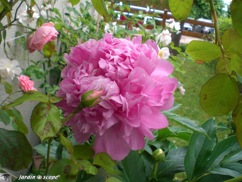 Pivoine 'Jules Elie'