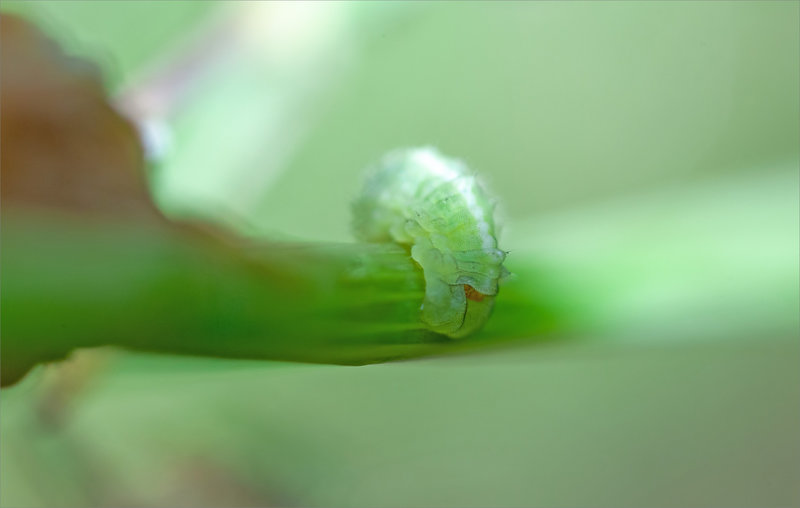 SM chenille verte 1 020923
