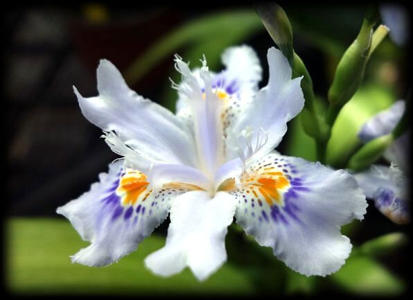 iris-japonica