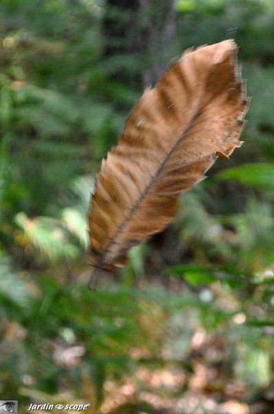 Feuille morte