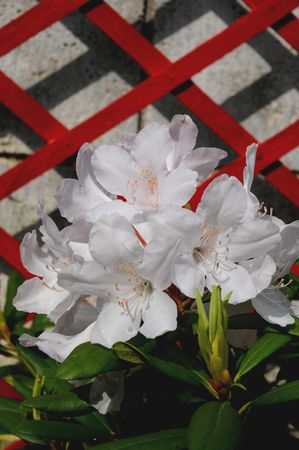 rhodo