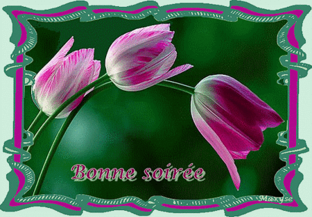 bonne_soiree_tulipe
