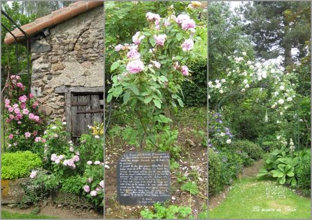 Roses anciennes