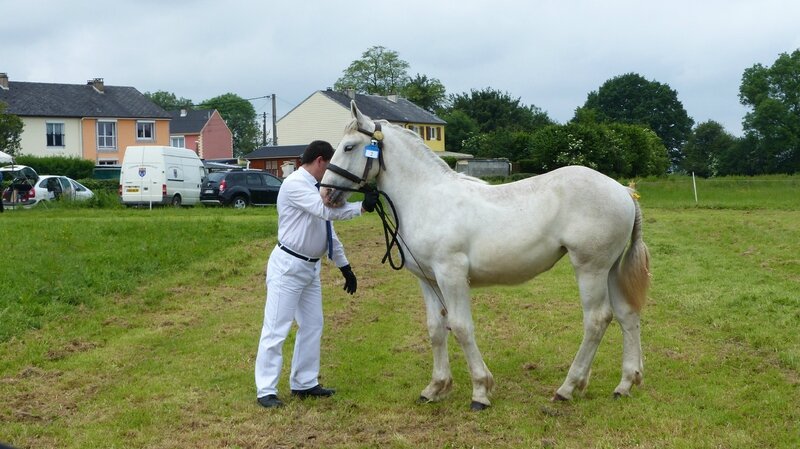 Fleur de Bernaville - 12 Juin 2016 - Concours d'élevage local - Bernaville - 1ere (1 an)