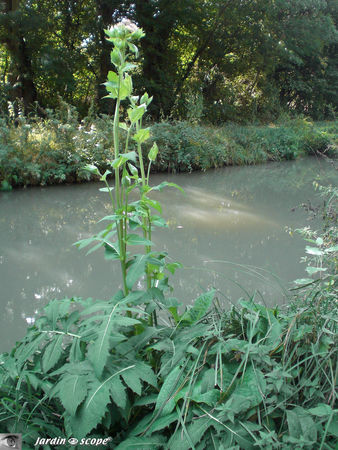 Cirsium_oleraceum_1