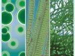 S7-Biocarburants-a-partir-d-algues-le-Departement-de-l-Energie-americain-investit-gros-dans-la-recherche-58683