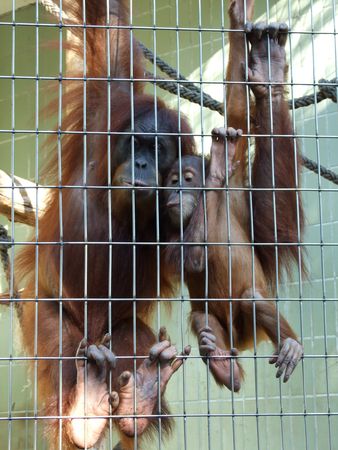 Orang_utan_mother_and_baby_Zoo_Frankfurt_Rovdyr_1_