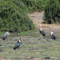 Botswana - birds