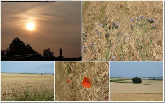 Fin du palissage le 27 juin 2023