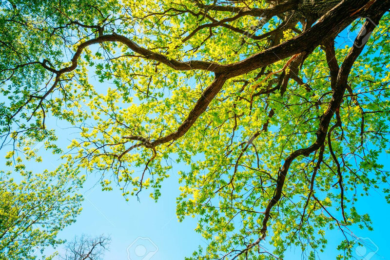 55480744-canopy-tall-growing-oak-tree-avec-fresh-feuillage-dans-printemps-Été-feuillu-forêt-Été-nature-sunny-day-bran