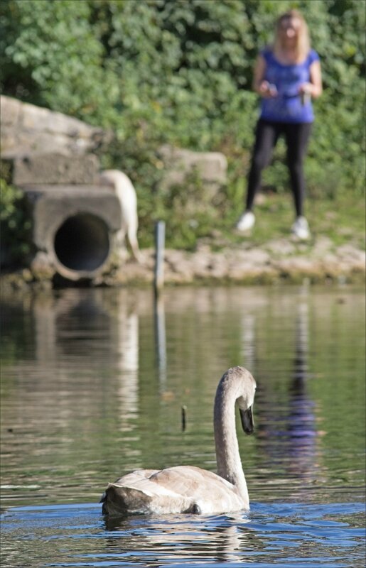 villle QM cygne JF Leda 251017