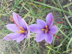 Crocus3