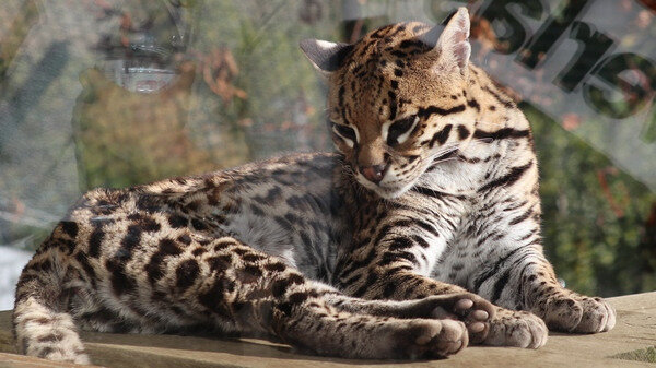 ocelot