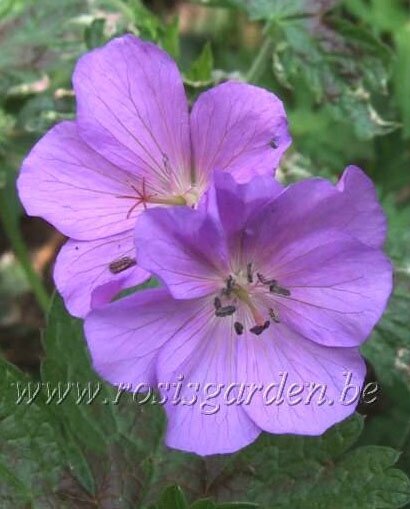 geranium nathalie 2