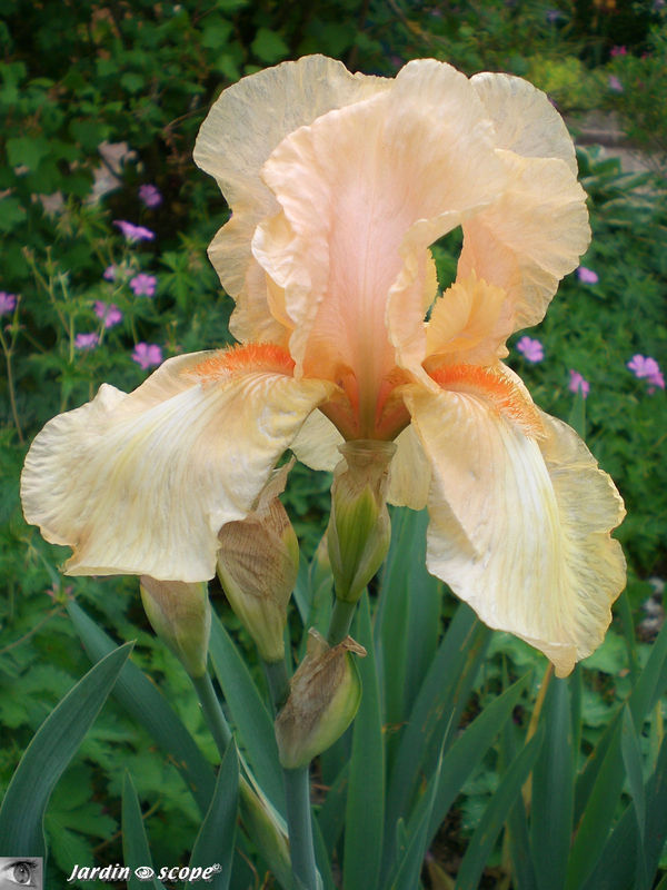 iris 'Haviland'