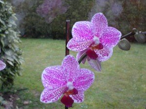 orchid_3103_003