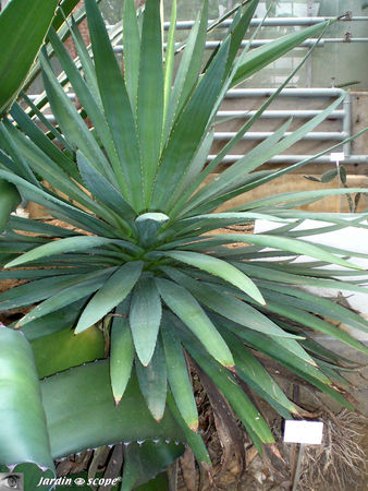 CIMG1455_Agave