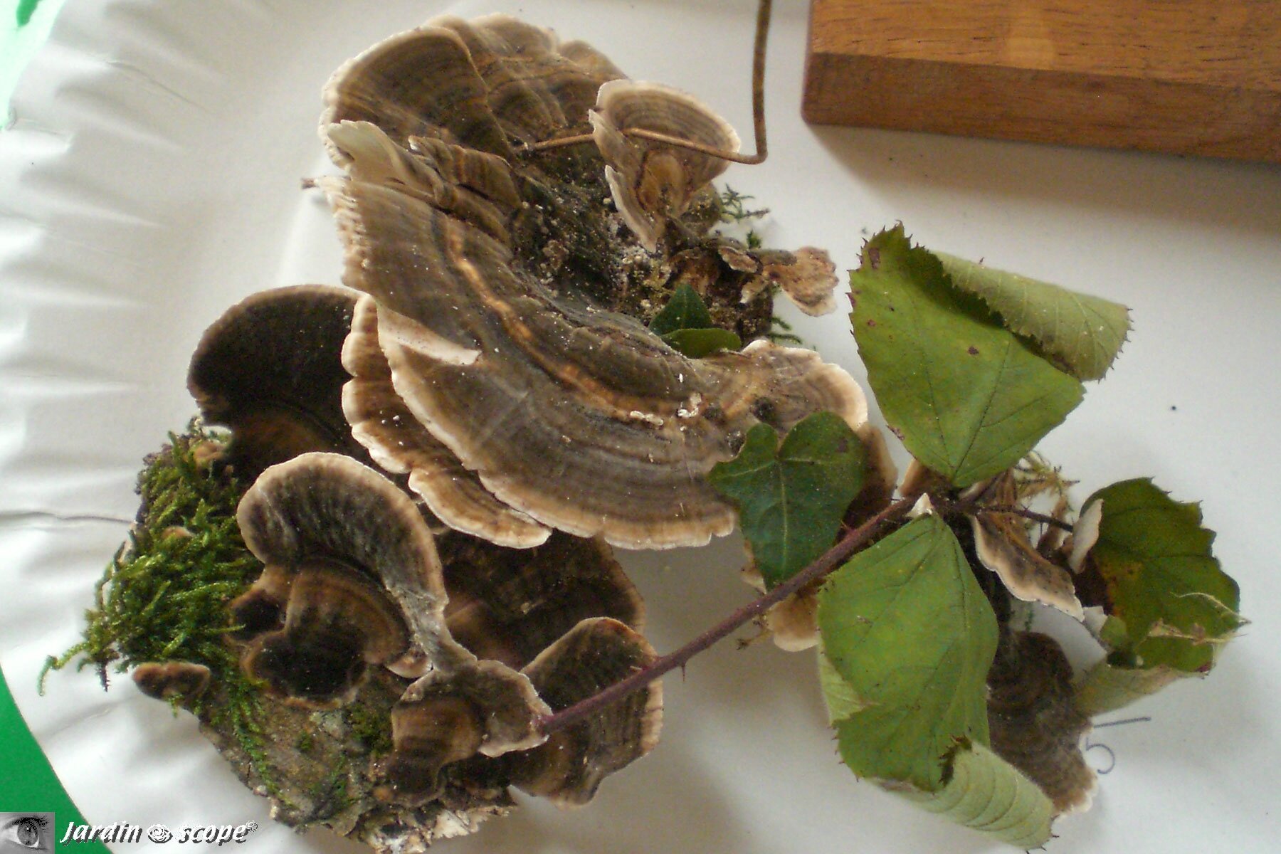 Polypore changeant ou Trametes versicolor ou Coriolus versicolor