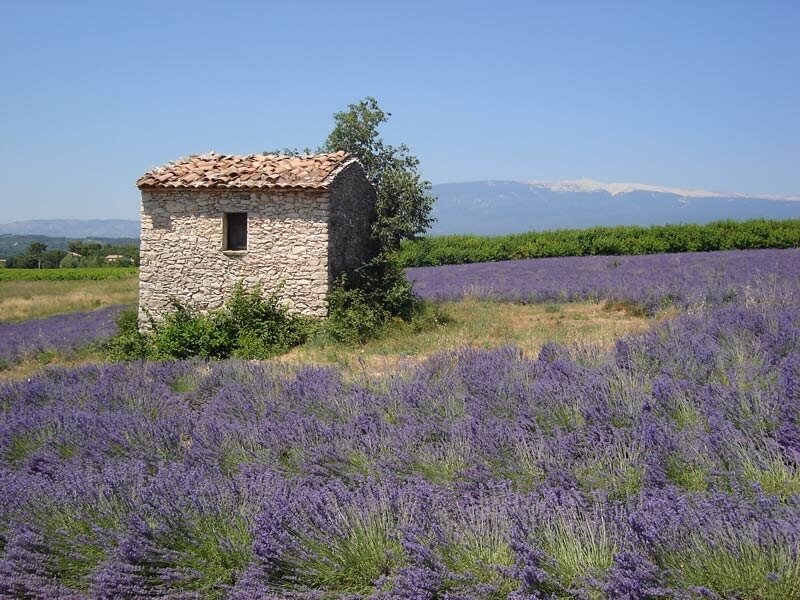 Cabanon dans les lavandes