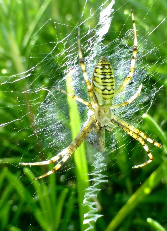 argiope