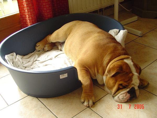 DIEGO notre  bulldog anglais