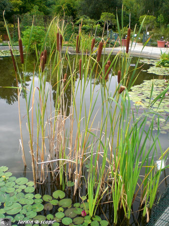 7096_Typha_latifolia