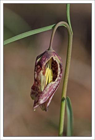 Galuchet_coquelourde_fermee_210310