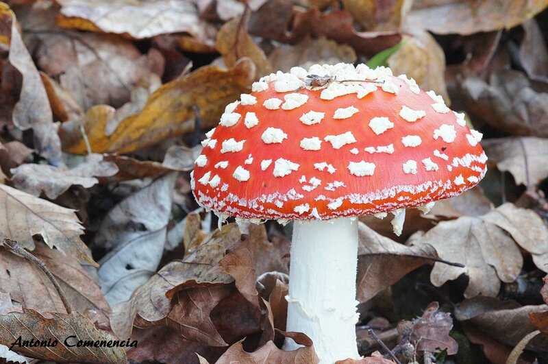 amanite muscaria