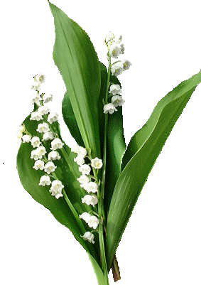 muguet5