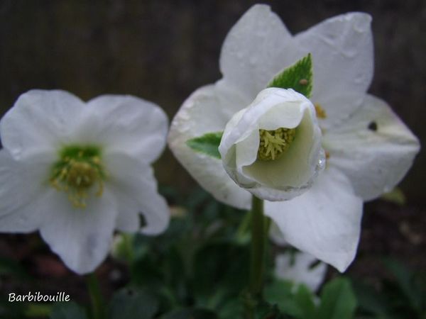 hellebore05_Janv2