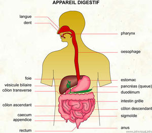 057_Appareil_digestif