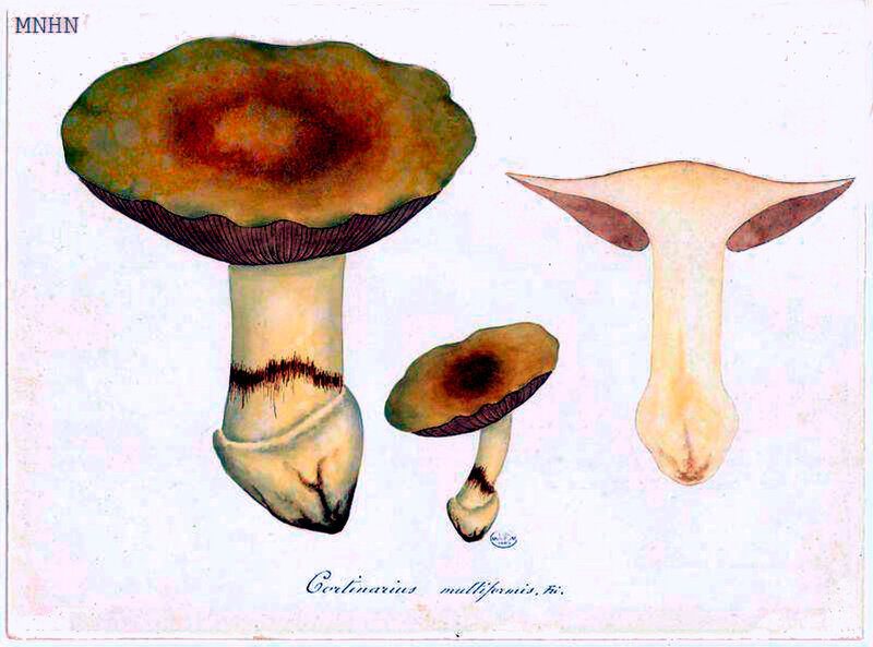 70 Cortinarius multiformis Fri Jean-Henri FABRE