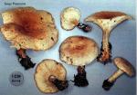 Clitocybe amoenolens (Serge Poumarat)
