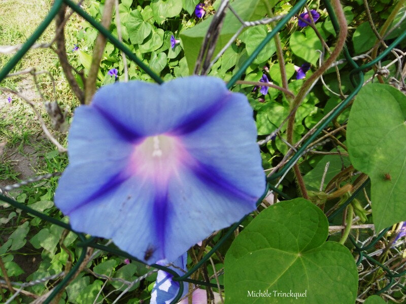 1-Fleurs de Léon 030719