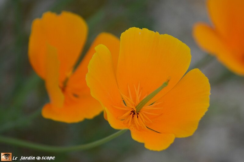 Pavot de Californie • Eschscholtzia californica