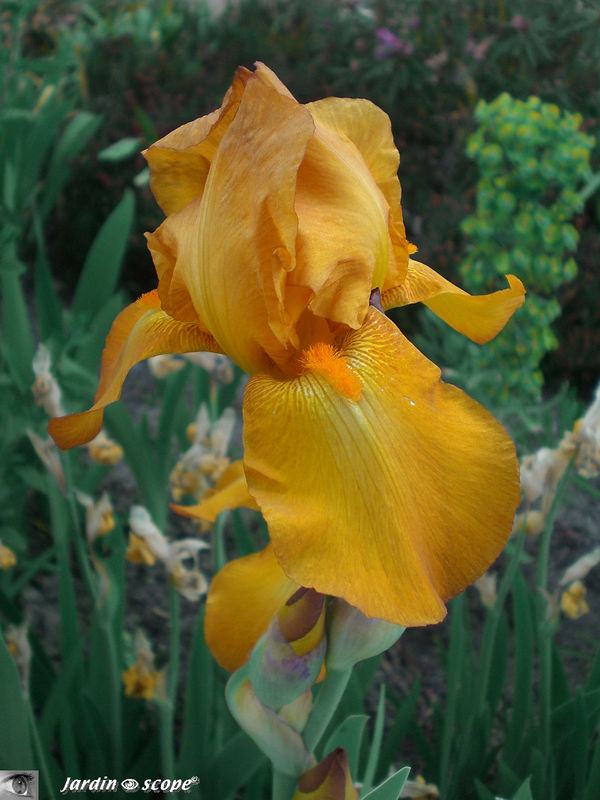 Iris 'Radiant summer'