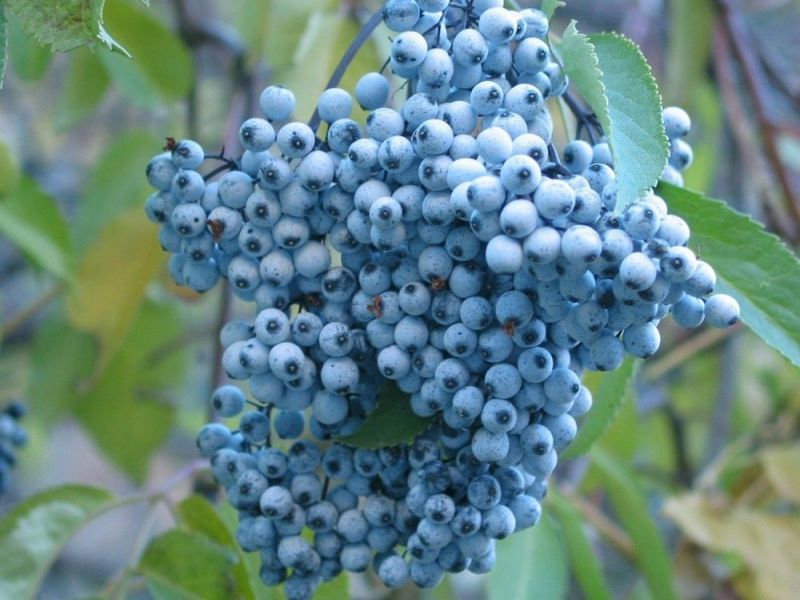 Sureau a fruit bleus - glauca caerulea