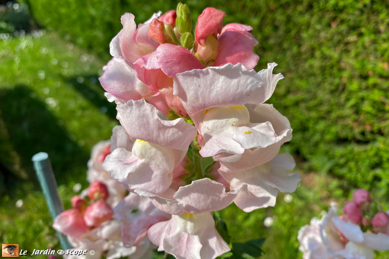 Muflier-blanc-rosé