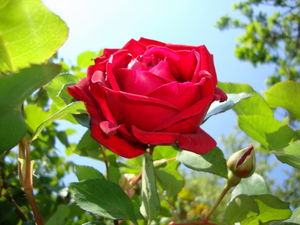 roses_2011_z__4_