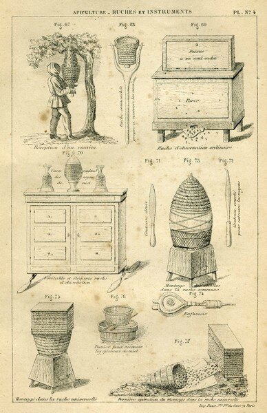 Abeille planche