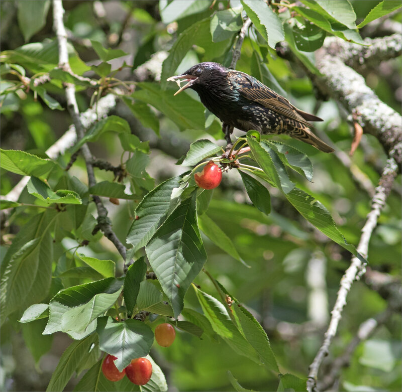 Cerisier oiseaux étourneau 190620 23 ym