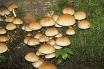 Hypholome_en_touffes6