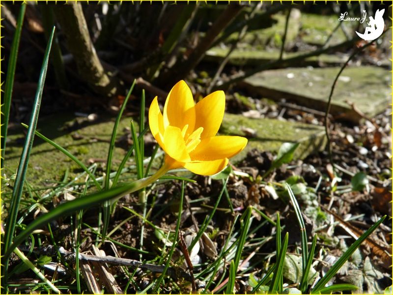 Crocus jaune 4