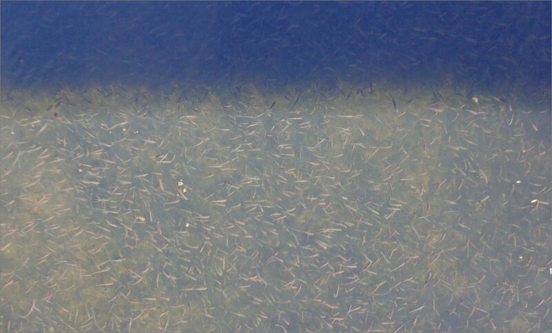 poissons après cormoran nombre 1 270917
