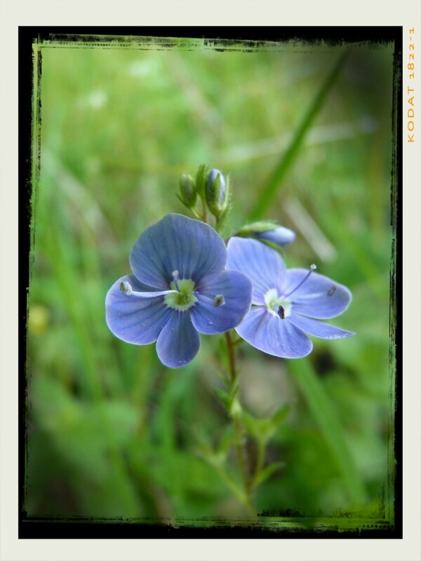 1 fleur bleue