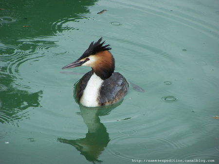 Gr_be_Hupp___Podiceps_cristatus__lac_d__Annecy__74_