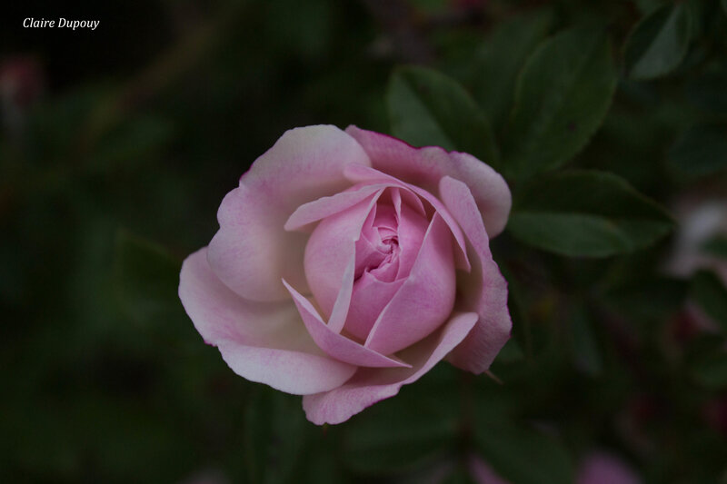 Rose roseb